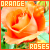 Fan of orange roses