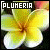 Fan of plumeria