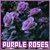 Fan of purple roses