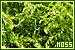 Moss