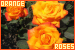 Orange Roses