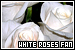 White Roses